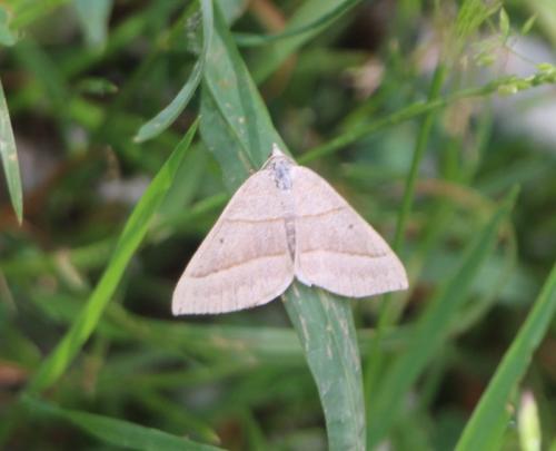 Réf. 307 408 : Scotopteryx sp.